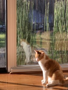 Cat in a Window